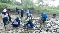 Foto : mahasiswa Unira Malang saat tanam mangrove di sungai pesisir selatan